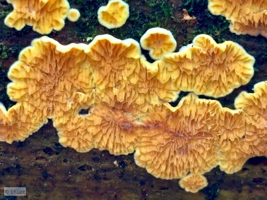 Pseudomerulius aureus